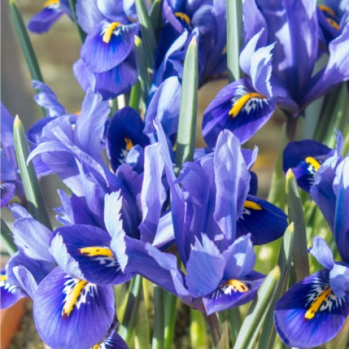 Iris Botanical Reticulata